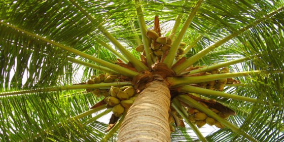 coconut festival in guam