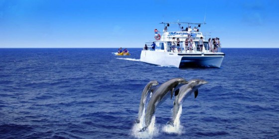 Dolphin watching In Guam